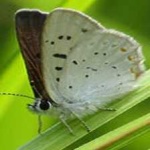 image of animal