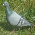 image of bird