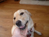 image of labrador_retriever
