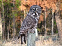 image of great_grey_owl