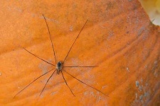 image of harvestman