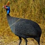 image of bird