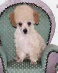 image of toy_poodle