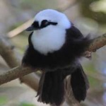 image of bird