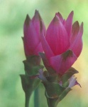 image of flower