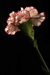 image of flower