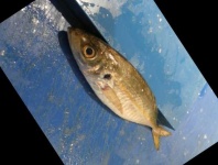 image of fish