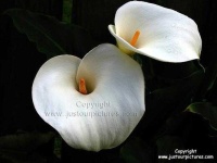 image of giant_white_arum_lily #23