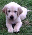 image of golden_retriever