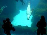 image of sea_lion