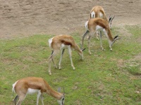 image of gazelle #2