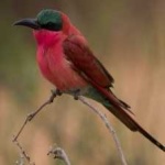 image of bird