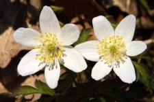 image of flower