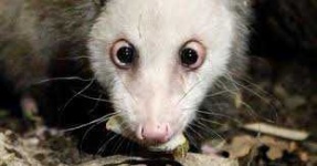 image of possum #52