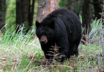 image of american_black_bear