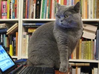 image of animal