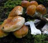 image of mushrooms