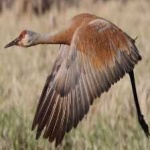 image of bird