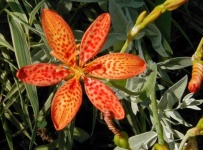 image of flower