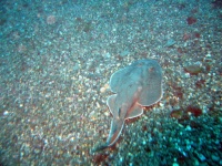 image of electric_ray
