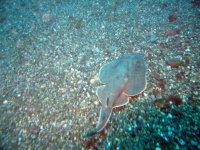 image of electric_ray #21