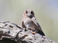 image of nightjar