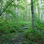 image of forest