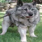 image of animal