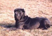image of tibetan_terrier