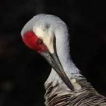 image of bird