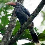 image of bird