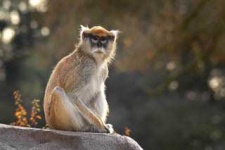 image of patas