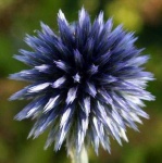 image of flower