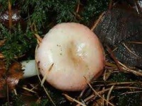 image of mushrooms