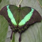 image of banded_butterfly #159