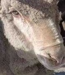 image of animal