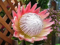image of flower