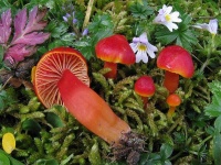 image of mushrooms