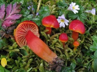 image of hygrocybe #18