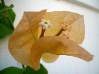 image of flower