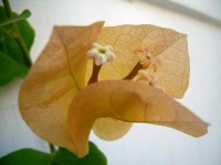 image of bougainvillea #27