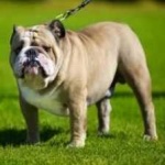 image of animal