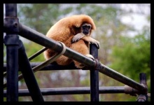 image of gibbon