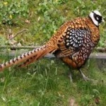 image of bird