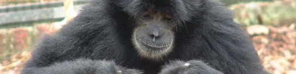 image of siamang