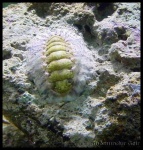 image of chiton