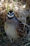 image of quail #4