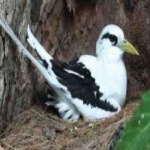image of bird