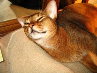image of animal