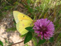 image of sulphur_butterfly #23